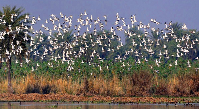 Surjapur wetland