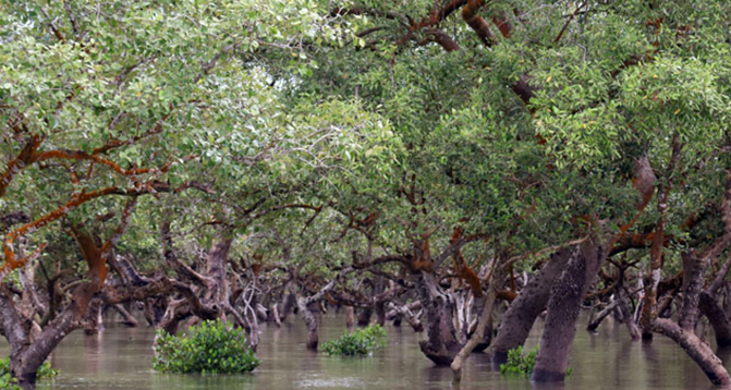 Bichitrapur Mangrove