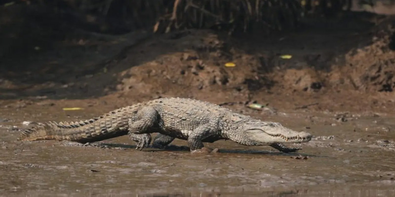 Parchuri Crocodile Safari