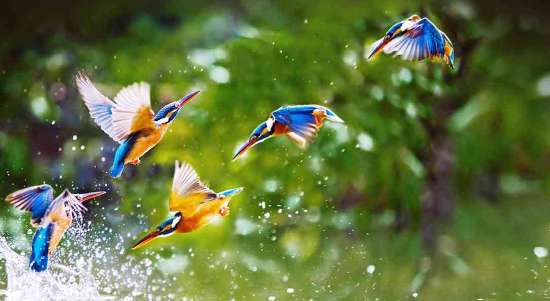 Ranganathittu Bird Sanctuary – 12 KM
