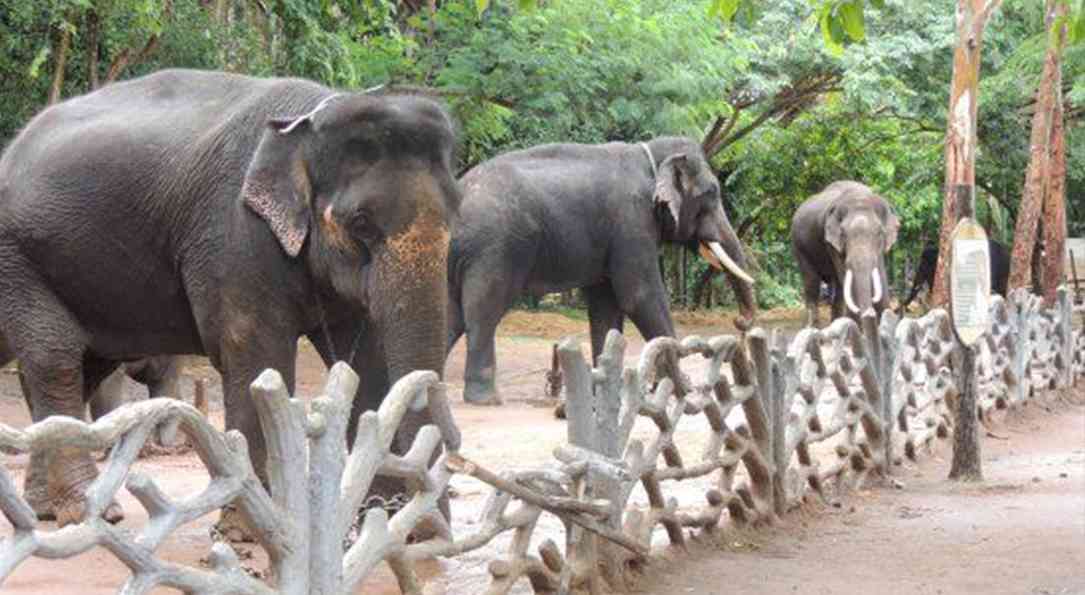 Sakrebailu Elephant Training Camp - 15KM