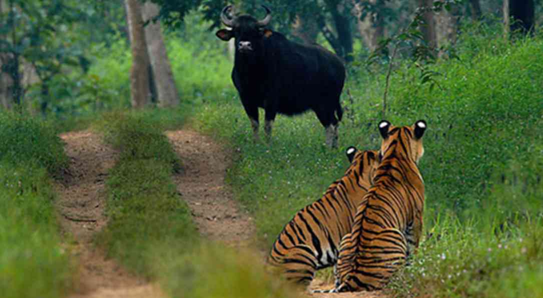 Bhadra Wildlife Sanctuary - 32 KM