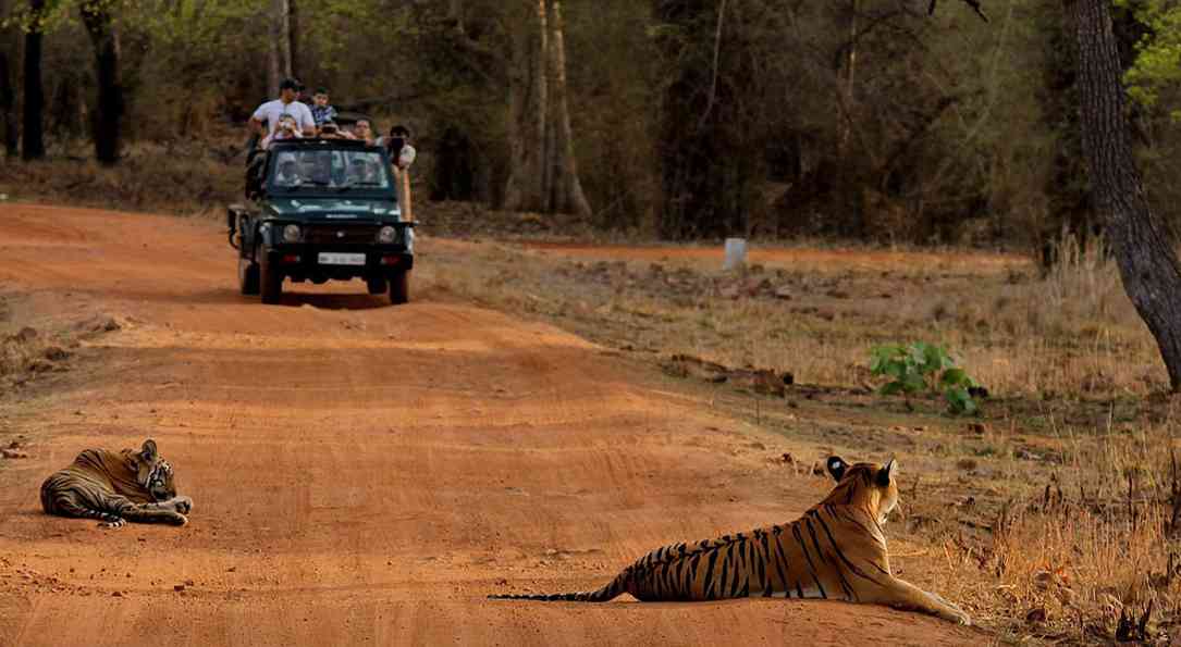 Tadoba Tiger Reserve - 148 km