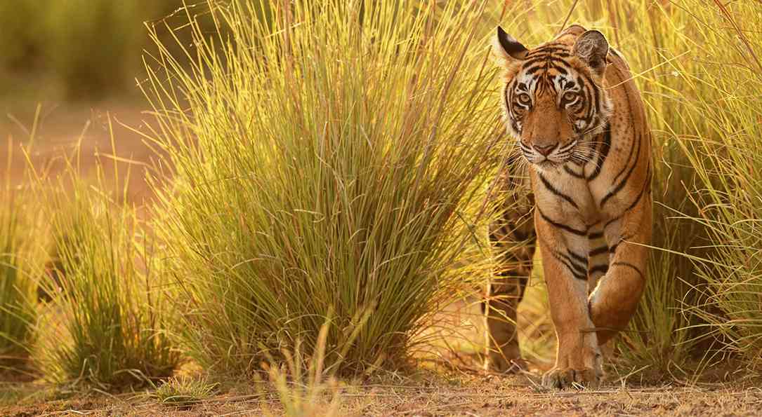 Pench National Park - 120 KM